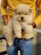 Chow Chow Puppies for sale in Delhi, India. price: NA