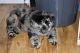 Chow Chow Puppies for sale in Arcadia, CA 91006, USA. price: $1,300