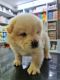 Chow Chow Puppies for sale in Indiranagar, Bengaluru, Karnataka, India. price: 45000 INR