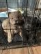 Chow Chow Puppies for sale in Indianapolis, IN, USA. price: $850