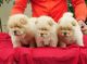 Chow Chow Puppies for sale in Alipur, New Delhi, Delhi, India. price: 45000 INR