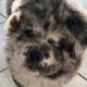 Chow Chow Puppies for sale in Los Angeles, CA, USA. price: $4,000