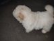 Chow Chow Puppies for sale in Shyampur, Rishikesh, Uttarakhand 249204, India. price: 55000 INR