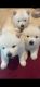 Chow Chow Puppies for sale in Glendale, AZ, USA. price: $800