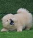 Chow Chow Puppies for sale in Manipal, Karnataka, India. price: NA