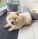 Chow Chow Puppies for sale in 610 S Rampart Blvd, Los Angeles, CA 90057, USA. price: $800