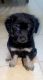 Chow Chow Puppies for sale in Dothan, AL, USA. price: $50