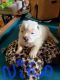 Chow Chow Puppies for sale in New Boston, New Boston-Morea, PA 17948, USA. price: $1,500
