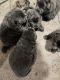 Chow Chow Puppies for sale in Fountain, CO, USA. price: $1,000