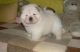 Chow Chow Puppies for sale in California City, CA, USA. price: NA