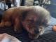 Chow Chow Puppies for sale in Hollister, CA 95023, USA. price: NA
