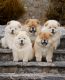 Chow Chow Puppies for sale in 4228 Bedford St, Stamford, CT 06905, USA. price: $800