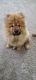 Chow Chow Puppies for sale in Blaine, MN, USA. price: $2,500