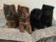 Chow Chow Puppies for sale in San Pedro, CA 90731, USA. price: $600