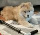 Chow Chow Puppies for sale in Paragon, IN, USA. price: $2,000