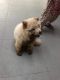 Chow Chow Puppies for sale in Sagar, Madhya Pradesh, India. price: 25000 INR