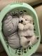 Chow Chow Puppies for sale in Houston, TX, USA. price: $1,500