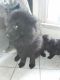 Chow Chow Puppies for sale in Conneaut, OH 44030, USA. price: $300