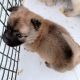 Chow Chow Puppies for sale in Winnie, TX 77665, USA. price: NA