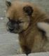 Chow Chow Puppies for sale in Circleville, OH 43113, USA. price: $350