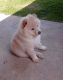Chow Chow Puppies for sale in 3950 Ashburnham Dr, Houston, TX 77082, USA. price: $600