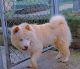 Chow Chow Puppies for sale in Larksville, PA 18651, USA. price: $800