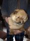 Chow Chow Puppies for sale in Conneaut, OH 44030, USA. price: $300