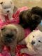 Chow Chow Puppies for sale in Corona, CA, USA. price: $700