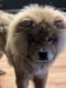 Chow Chow Puppies for sale in Stoughton, MA 02072, USA. price: NA