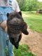 Chow Chow Puppies for sale in 8805 Cortland Ln, Lanham, MD 20706, USA. price: $2,000