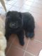 Chow Chow Puppies for sale in Sumter, SC, USA. price: $1,000
