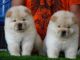 Chow Chow Puppies for sale in Kumaraswamy Layout, Bengaluru, Karnataka 560078, India. price: 35000 INR