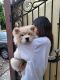 Chow Chow Puppies for sale in Gurugram, Haryana, India. price: 45 INR