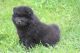 Chow Chow Puppies for sale in Monticello, WI 53570, USA. price: $850