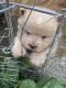Chow Chow Puppies for sale in Bluff City, TN, USA. price: $1,000