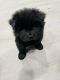 Chow Chow Puppies for sale in Hyattsville, MD, USA. price: $1,800