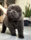 Chow Chow Puppies for sale in Houston, TX, USA. price: $600