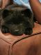Chow Chow Puppies for sale in Orangeburg, SC, USA. price: $1,500