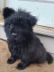 Chow Chow Puppies for sale in Knoxville, TN, USA. price: $550