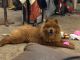Chow Chow Puppies for sale in Meadville, PA 16335, USA. price: $250