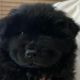 Chow Chow Puppies for sale in Tampa, FL, USA. price: NA