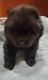 Chow Chow Puppies for sale in Kilgore, TX 75662, USA. price: NA