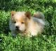 Chow Chow Puppies for sale in Clinton, IL 61727, USA. price: $700