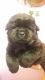 Chow Chow Puppies for sale in Tulsa, OK, USA. price: $500