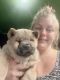 Chow Chow Puppies for sale in Mountain View, HI, USA. price: $4,000