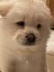 Chow Chow Puppies for sale in Killeen, TX, USA. price: NA