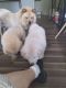 Chow Chow Puppies for sale in Winfield, KS, USA. price: $500