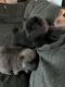 Chow Chow Puppies for sale in Eagle Pass, TX 78852, USA. price: NA