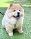 Chow Chow Puppies for sale in Los Angeles, CA, USA. price: $2,500