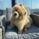 Chow Chow Puppies for sale in Los Angeles, CA, USA. price: $2,500